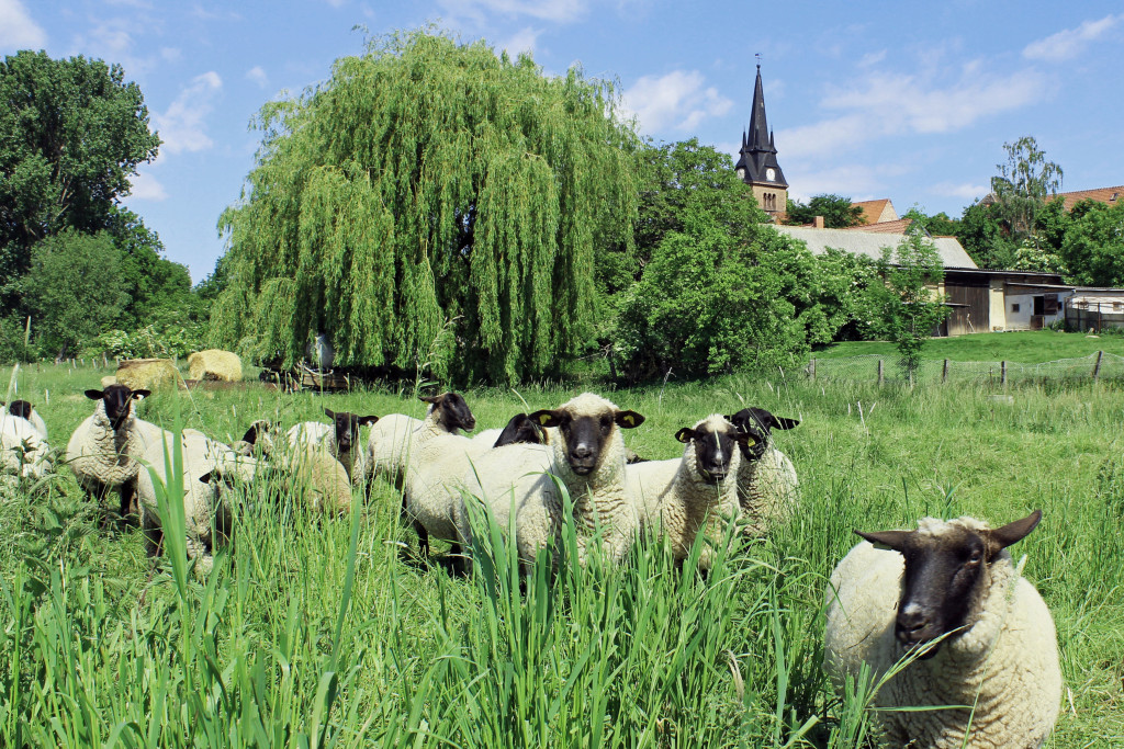 Mein Heimatort Bregenstedt 2012.