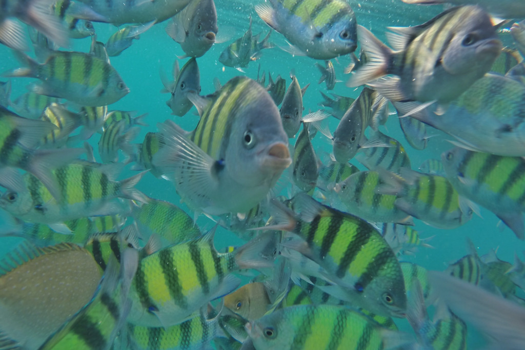 hailand 2015. Kho Phi Phi. Tauchen mit der GoPro.