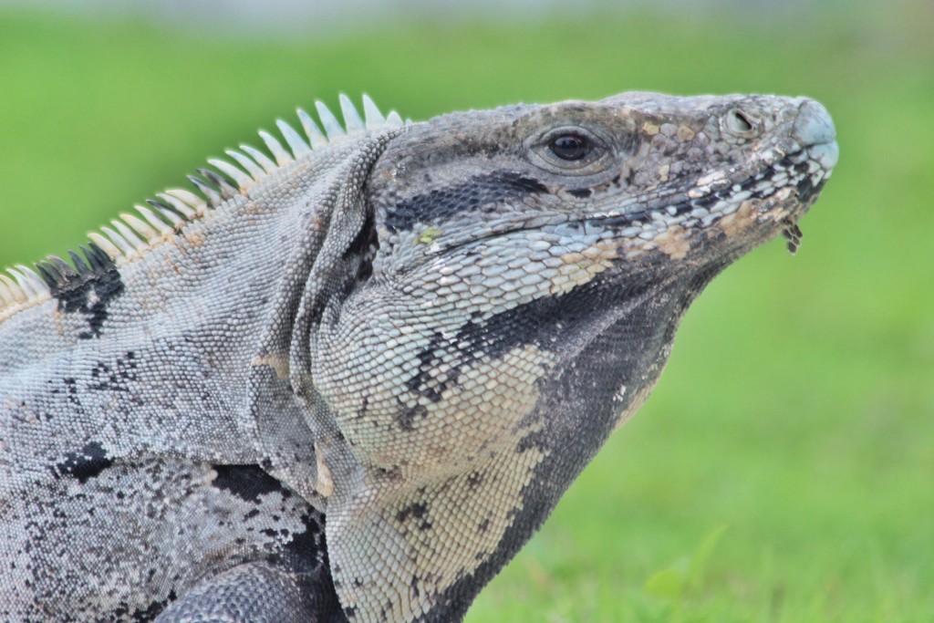 Mexiko 2014. Tulum.